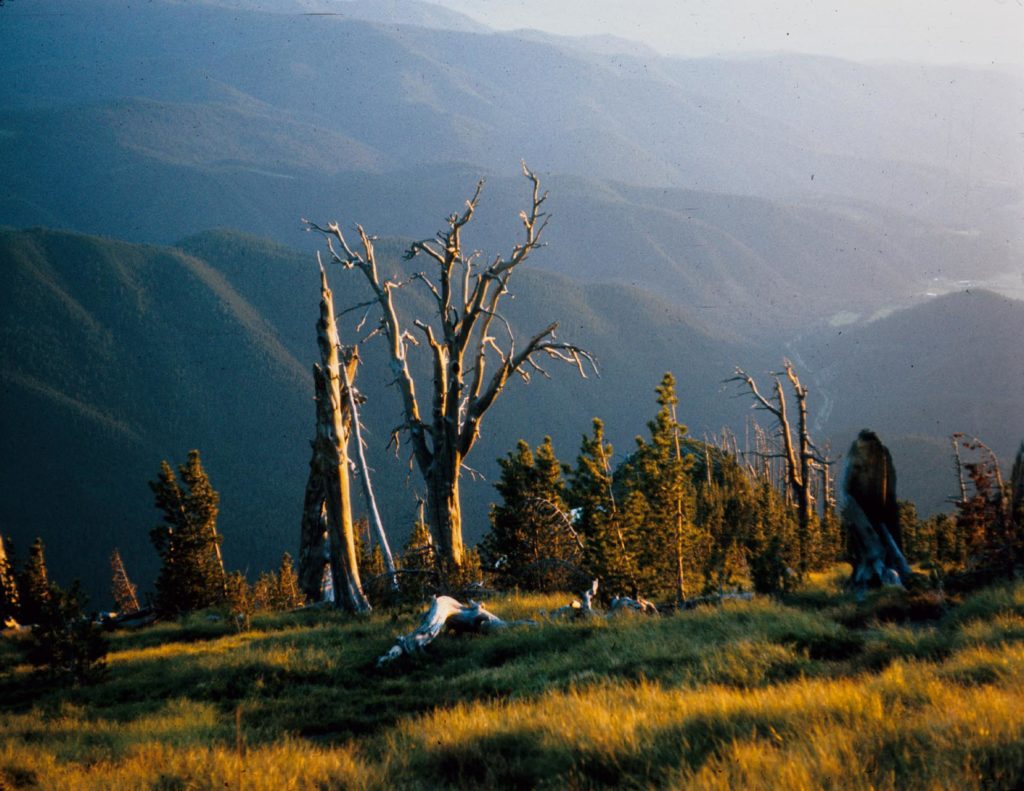 Whitebark pine restoration strategy for the pacific northwest