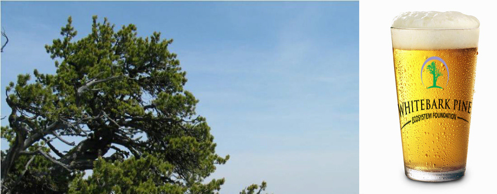 Whitebark pine restoration strategy for the pacific northwest