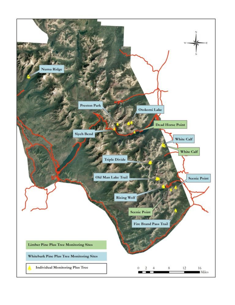 Location of Whitebark and Limber Pine Plus Trees for Monitoring