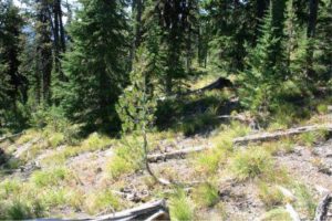 Idaho Panhandle_Dittman_2008_Released Whitebark Pine