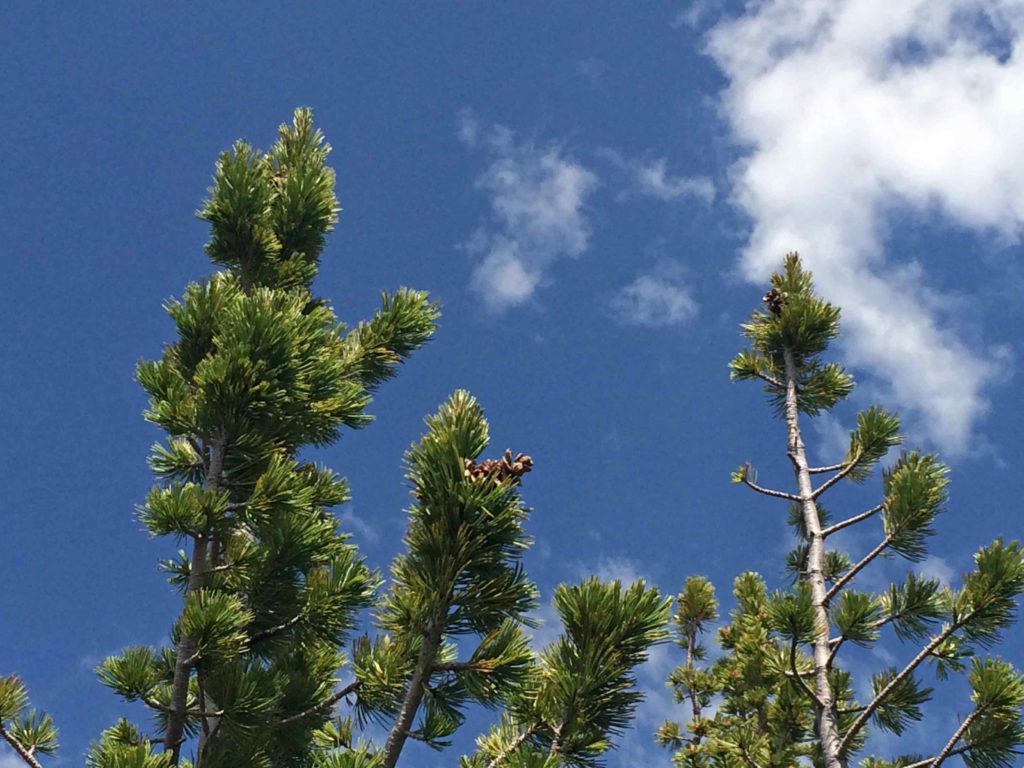 Climate Change & Whitebark Pine Whitebark Pine Ecosystem Foundation