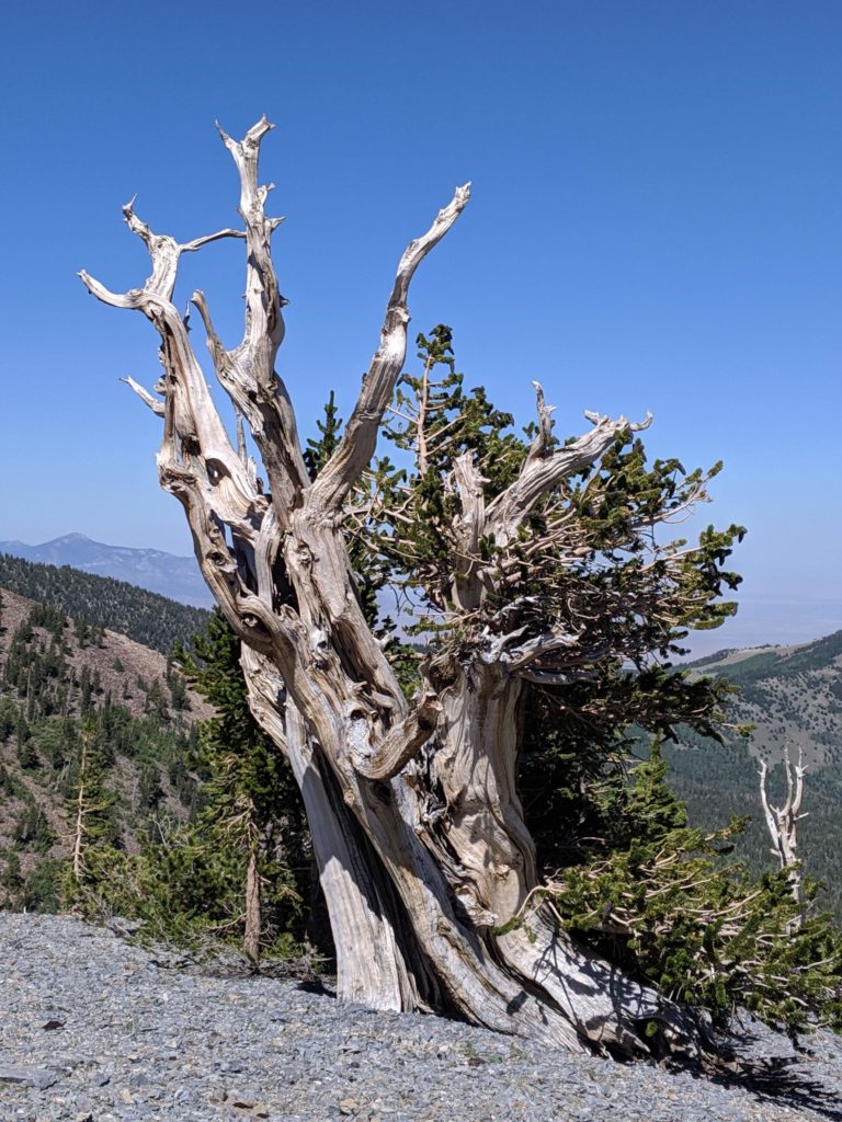 Great Basin Bristlecone Pine 