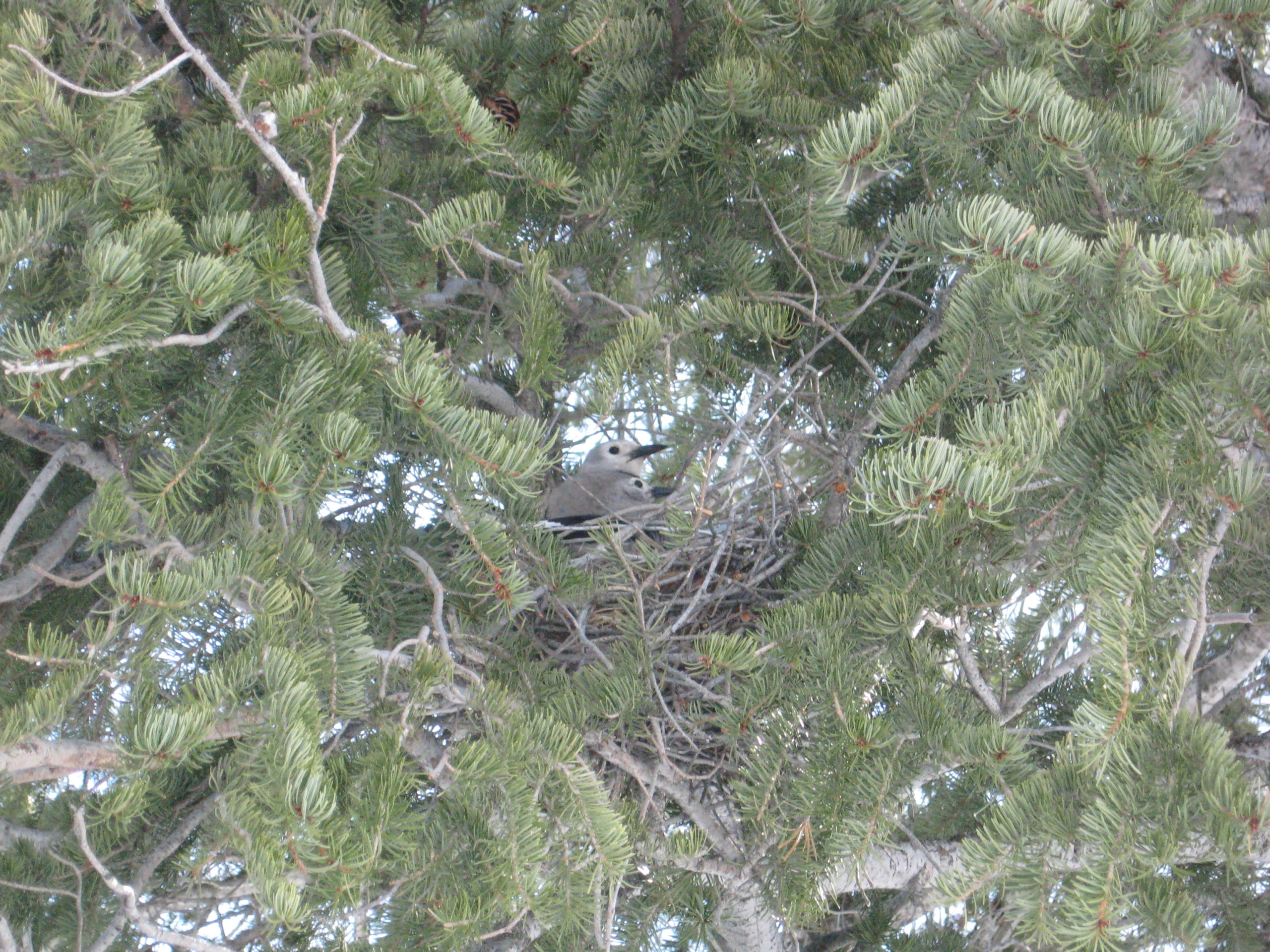 Clark's nutcracker nest hidden in pine tree with two adult birds sitting nearby