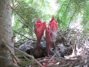 Three Clark's nutcracker nestlings in a nest in a pine tree with mouths open waiting for food