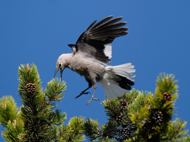 Clark's nutcracker hovering over the top of a whitebark pine to forage on its cones