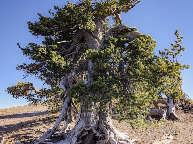 Image of the iconic whitebark pine often called Grandmother Tree at Crater Lake National Park