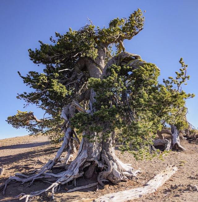 Image of the iconic whitebark pine often called Grandmother Tree at Crater Lake National Park