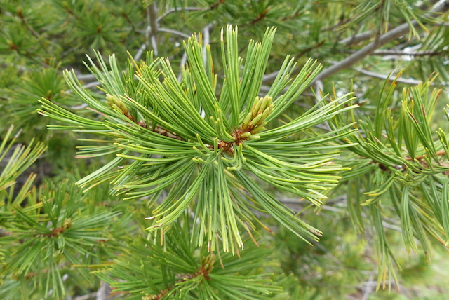 Closeup of whitebark pine showing fasicles of five needles