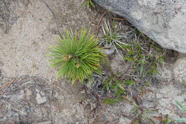Whitebark pine sapling growing up from rocky and sandy soil
