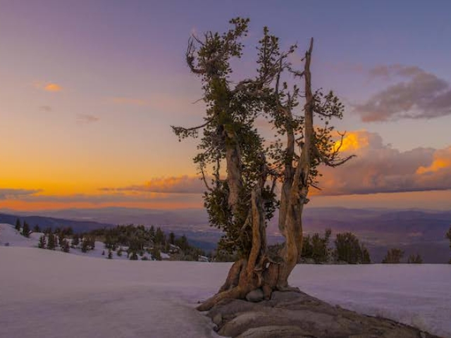 Whitebark pine tree at sunset in the northern Carson Range of the Sierra Nevada