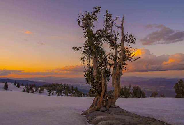 Whitebark pine tree at sunset in the northern Carson Range of the Sierra Nevada