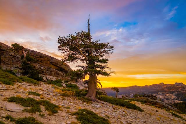 Whitebark pine tree on Donner Pass, Northern Sierra Nevada, California