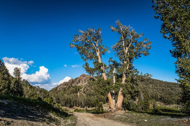 Whitebark pine tree near the Mt. Rose Wilderness Area in northern Nevada