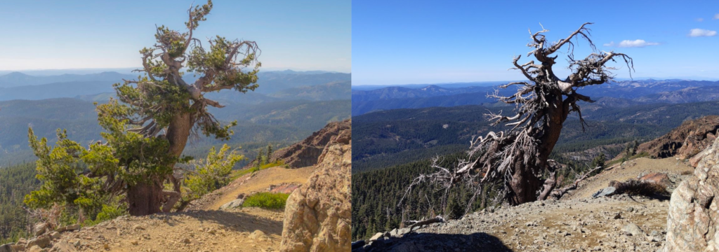 Pictures of same whitebark pine tree on the side of a mountain, with one alive and one dead