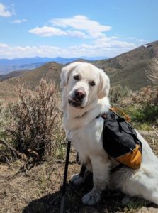 Picture of buddy the hiking dog with backpack on
