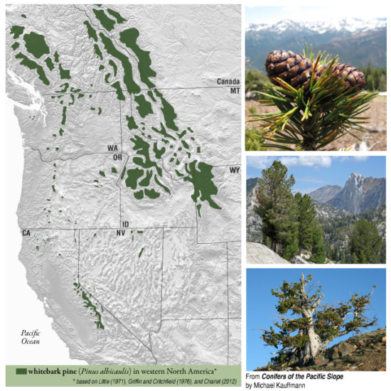 Whitebark Pine – Whitebark Pine Ecosystem Foundation