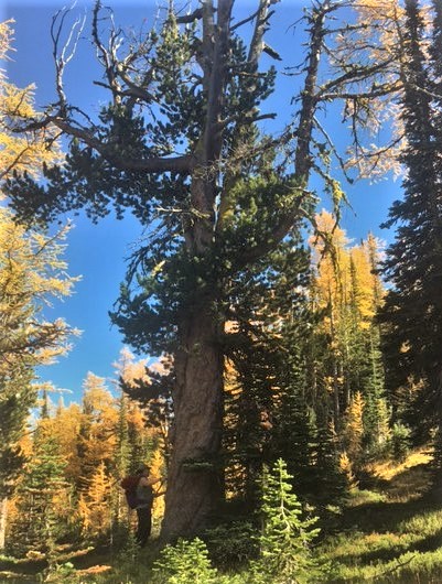 Large whitebark pine tree