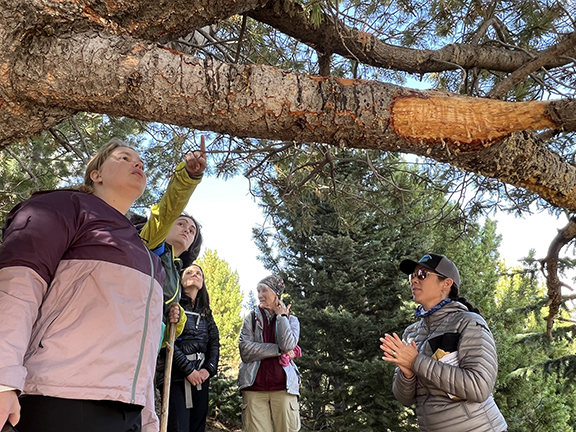 Field trip participants inspecting the health of a whitebark pine tree