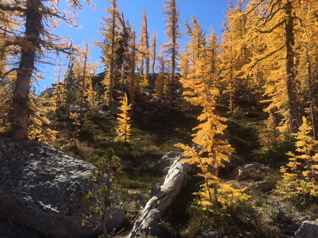 alpine larch and whitebark pine trees