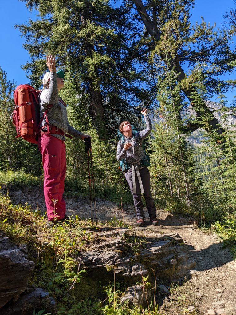 Hikers point to whitebark pine trees