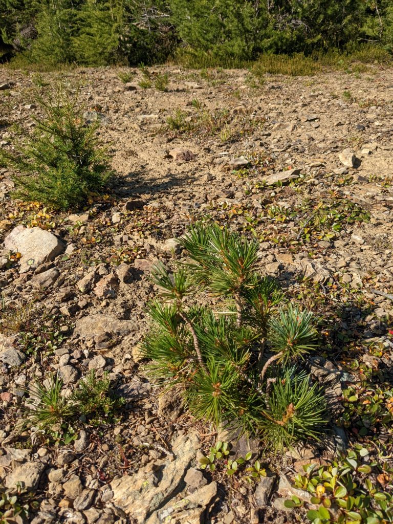whitebark pine seedlings