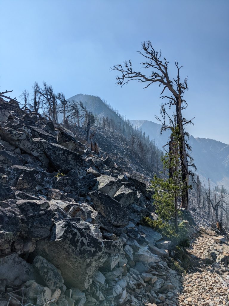 A small whitebark pine tree in a recent burn