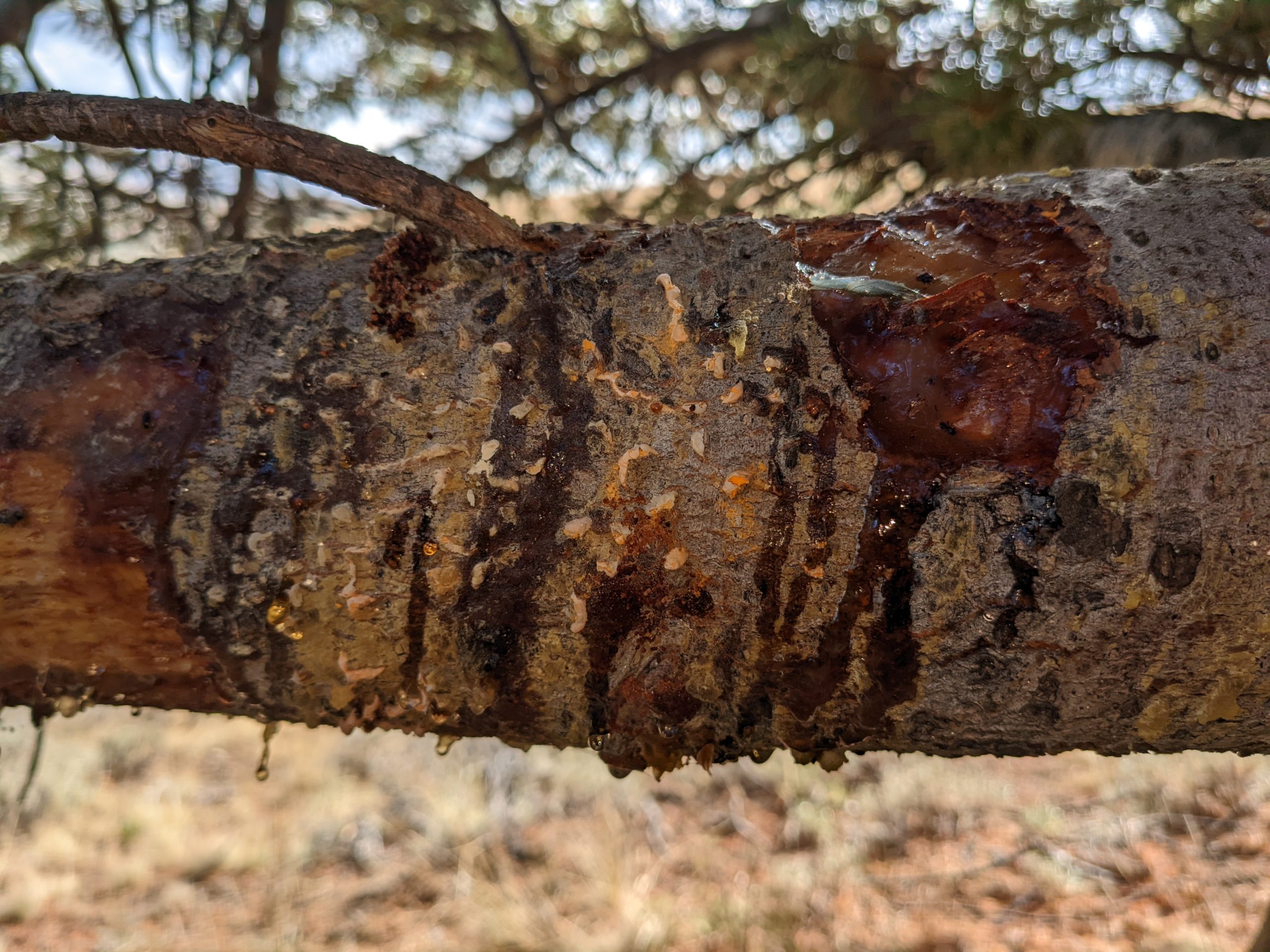 Picture of whitebark pine branch with white pine blister rust cankers