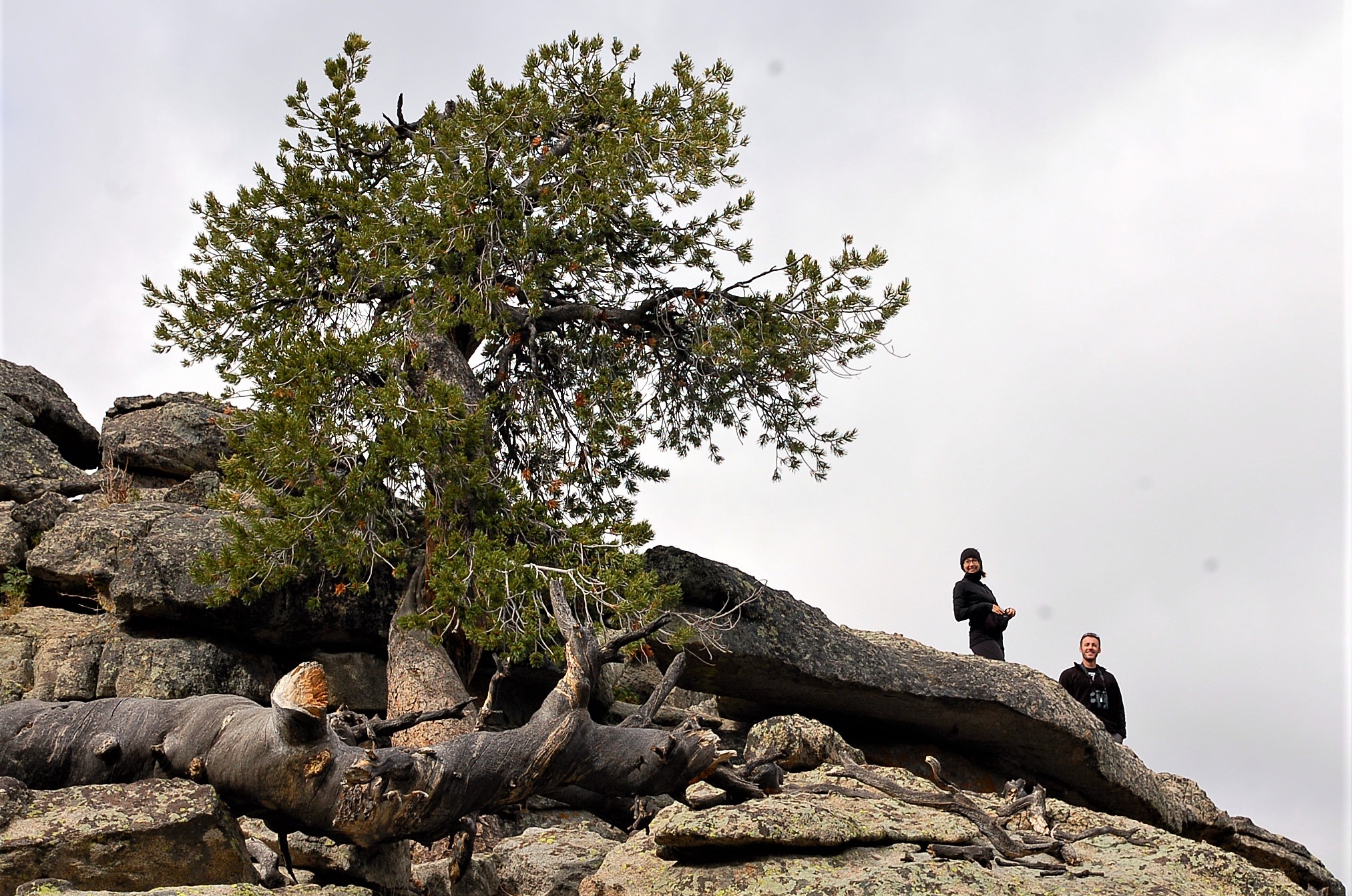 Two hikers standing at base of knarled whitebark pine tree growing on slope