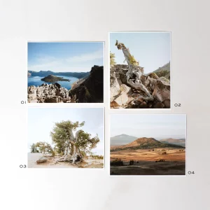 Set of four pictures showing whitebark pine trees in different settings at Crater Lake