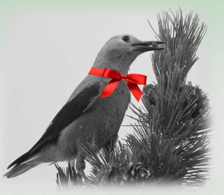 Black and white photo of Clark's nutcracker bird with red ribbon perched a top a pine tree with a seed in its mouth