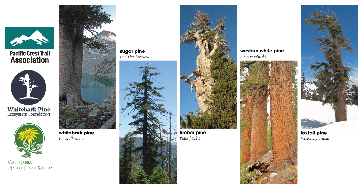 Graphic showing pictures of each individual five-needle pine along the Pacific Crest Trail and partner logos