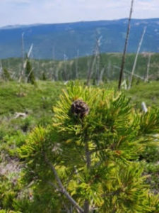 Picture of small pine tree with one cone on the top