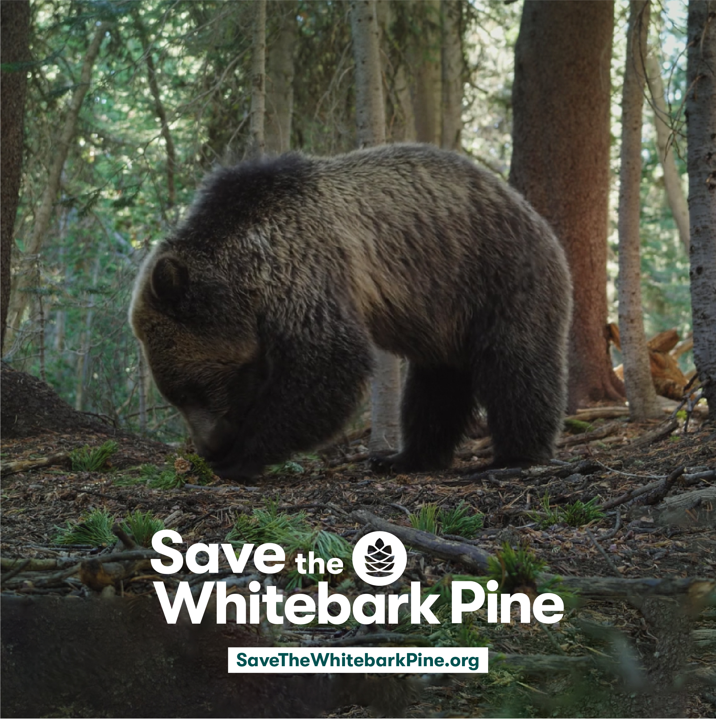 Picture of grizzly bear eating seeds in forest with text "Save the Whitebark Pine"
