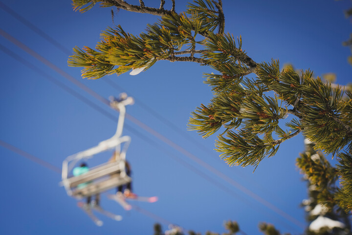 Branch of a whitebark pine tree with a ski lift chair in background carrying people