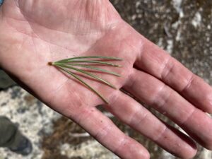 A fasicle of five-needles from a pine tree laying on a person's outstretched hand
