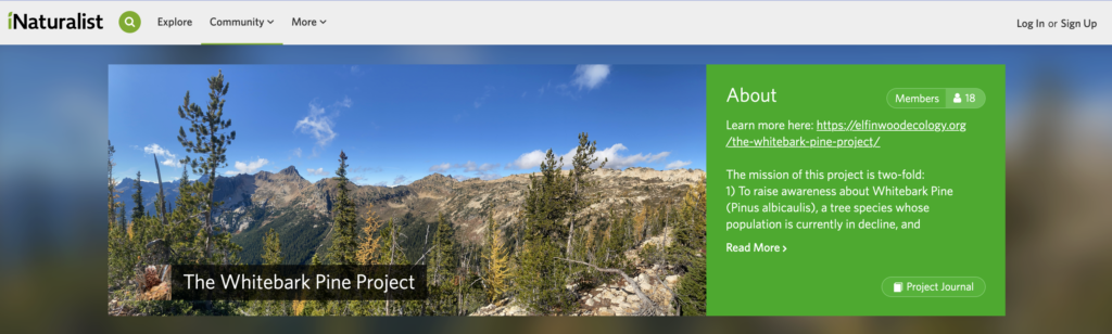 Screenshot from The Whitebark Pine Project banner on the iNaturalist website