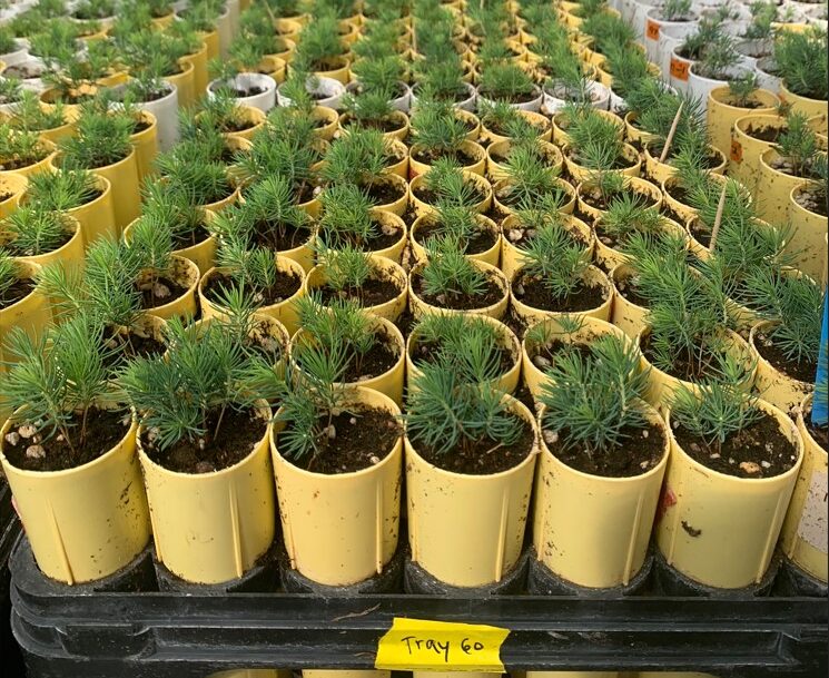 Tens of whitebark pine seedlings in their conetainers.