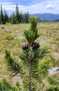12-year old whitebark pine with cones in the Little Bear Seed Orchard.