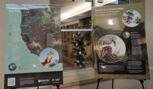 Two posters illustrating the national whitebark pine restoration plan.