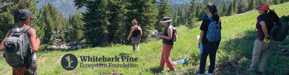 We want to tell your whitebark pine story!