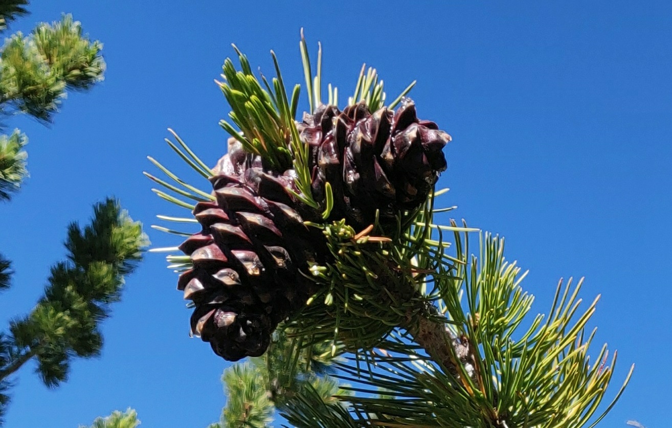 Two purple whitebark pine cones