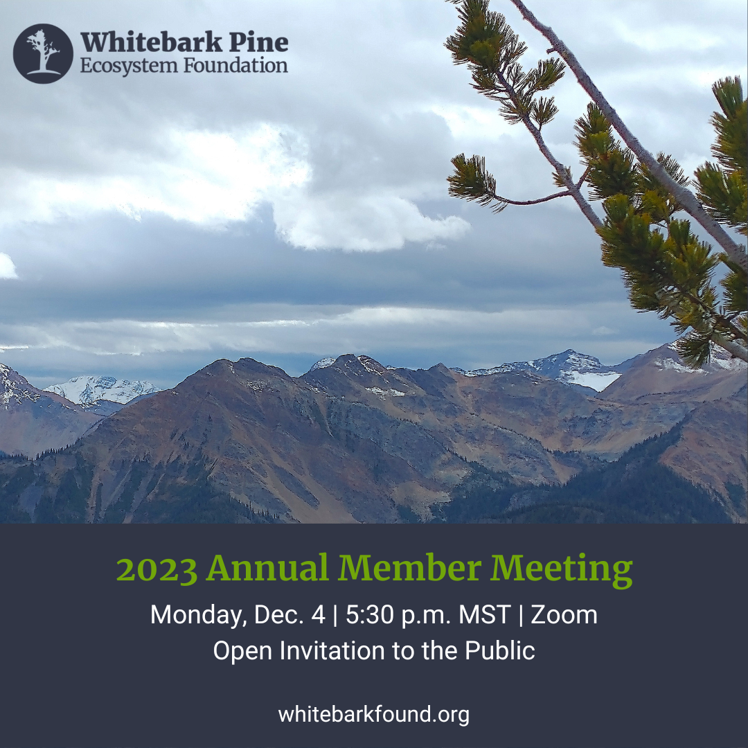 Mountain landscape with pine branch in frame and text related to Annual Member Meeting