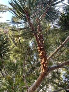 Whitebark pine branch with blister rust spores.