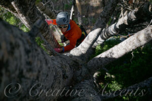 Woman climbing the stems of a whitebark pine tree.