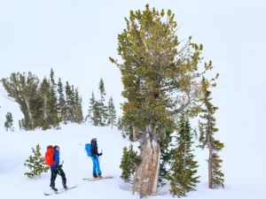 Two people stand by a whitebark pine in the snow.